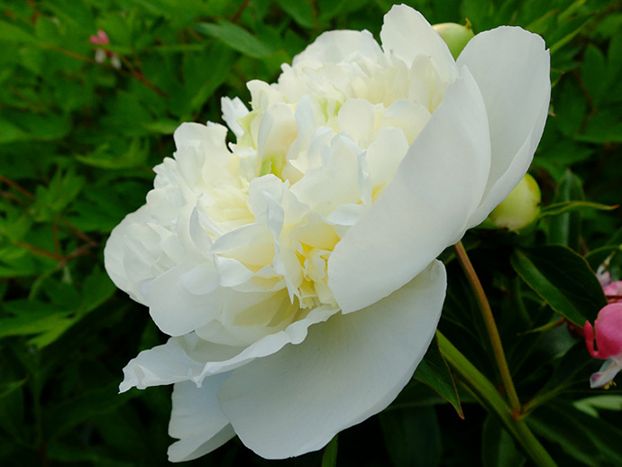 пион дюшес де немороуз. пион келвейс глориоз. магазин цветов муром пион. магазин пион муром. магазин пион муром.